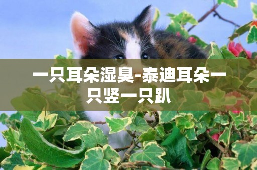 一只耳朵濕臭-泰迪耳朵一只豎一只趴