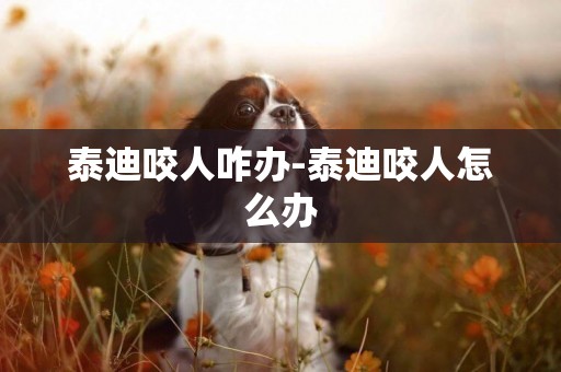 泰迪咬人咋辦-泰迪咬人怎么辦