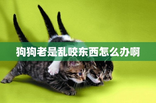 狗狗老是亂咬東西怎么辦啊