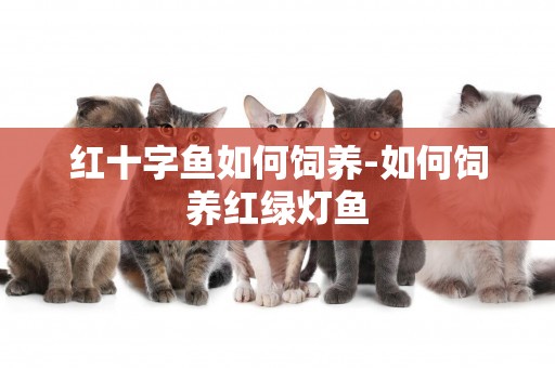 紅十字魚如何飼養-如何飼養紅綠燈魚