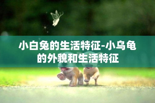 小白兔的生活特征-小烏龜的外貌和生活特征