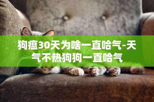 狗瘟30天為啥一直哈氣-天氣不熱狗狗一直哈氣