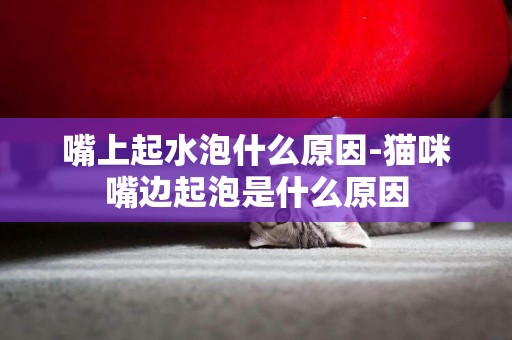 嘴上起水泡什么原因-貓咪嘴邊起泡是什么原因