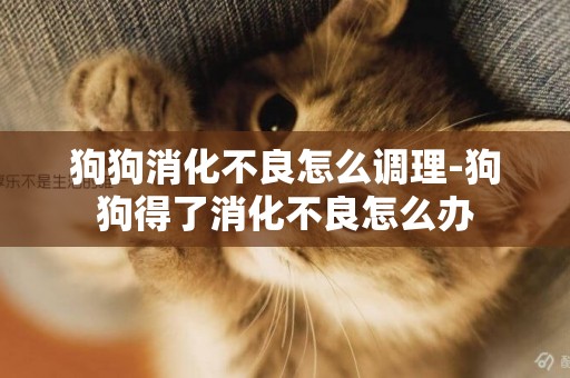 狗狗消化不良怎么調理-狗狗得了消化不良怎么辦