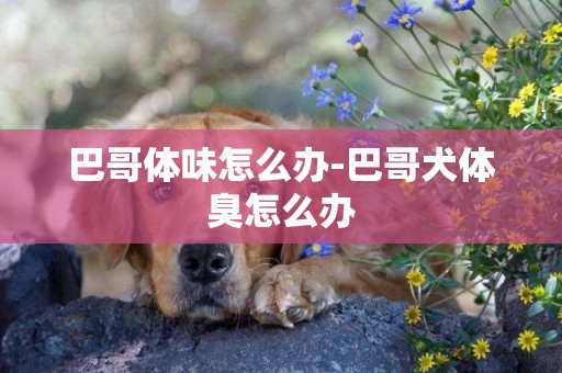 巴哥體味怎么辦-巴哥犬體臭怎么辦