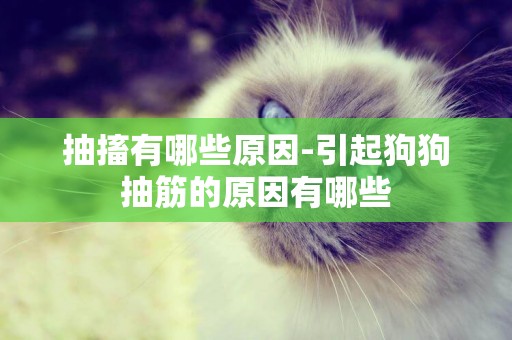 抽搐有哪些原因-引起狗狗抽筋的原因有哪些