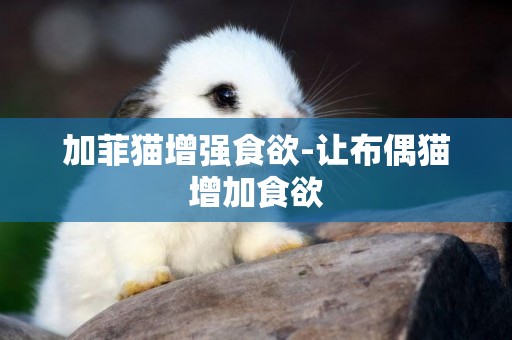加菲貓增強食欲-讓布偶貓增加食欲