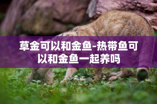 草金可以和金魚-熱帶魚可以和金魚一起養嗎