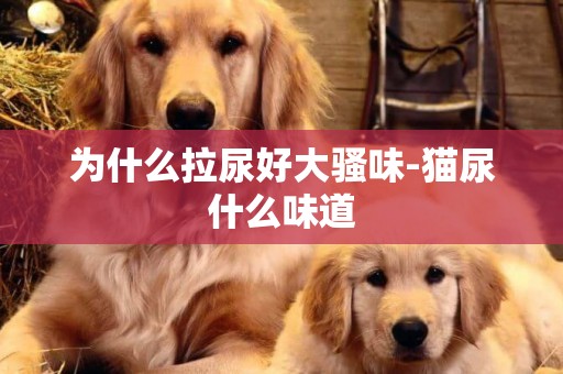 為什么拉尿好大騷味-貓尿什么味道