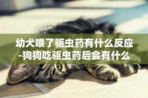 幼犬喂了驅蟲藥有什么反應-狗狗吃驅蟲藥后會有什么反應
