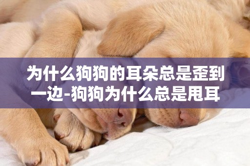 為什么狗狗的耳朵總是歪到一邊-狗狗為什么總是甩耳朵
