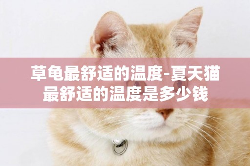草龜最舒適的溫度-夏天貓最舒適的溫度是多少錢