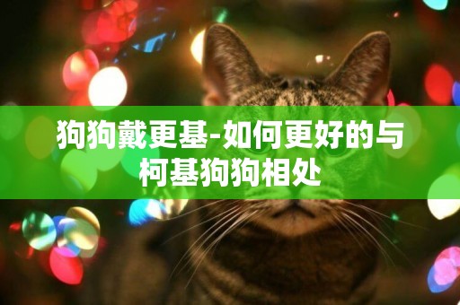 狗狗戴更基-如何更好的與柯基狗狗相處