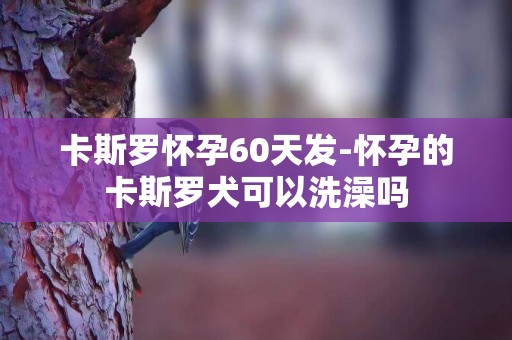 卡斯羅懷孕60天發-懷孕的卡斯羅犬可以洗澡嗎