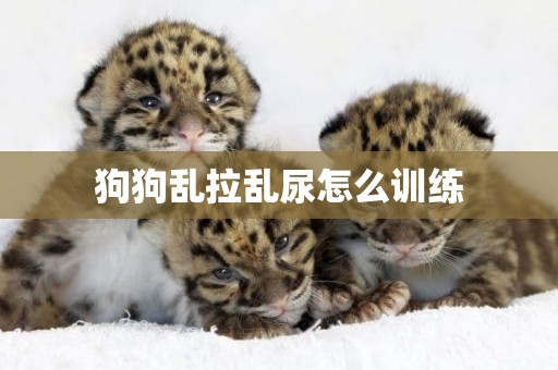 狗狗亂拉亂尿怎么訓練