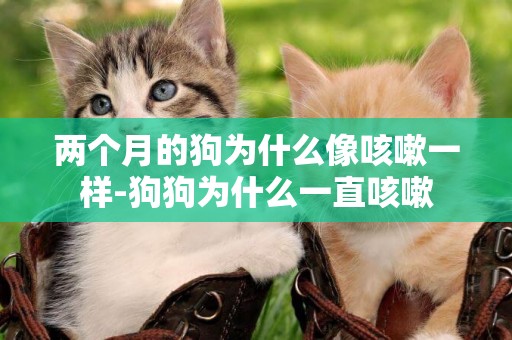 兩個月的狗為什么像咳嗽一樣-狗狗為什么一直咳嗽