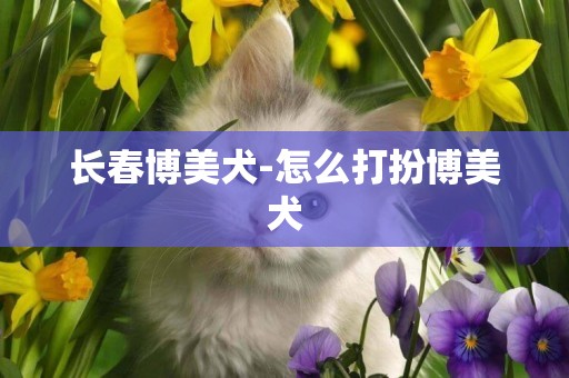 長春博美犬-怎么打扮博美犬