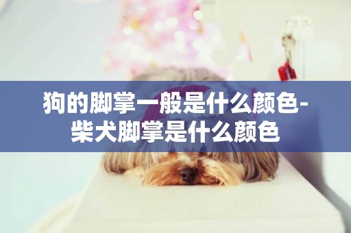 狗的腳掌一般是什么顏色-柴犬腳掌是什么顏色