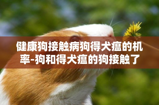 健康狗接觸病狗得犬瘟的機率-狗和得犬瘟的狗接觸了