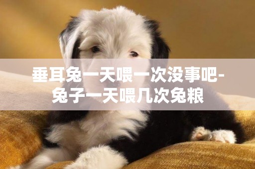 垂耳兔一天喂一次沒事吧-兔子一天喂幾次兔糧