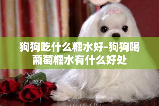 狗狗吃什么糖水好-狗狗喝葡萄糖水有什么好處
