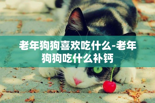 老年狗狗喜歡吃什么-老年狗狗吃什么補鈣
