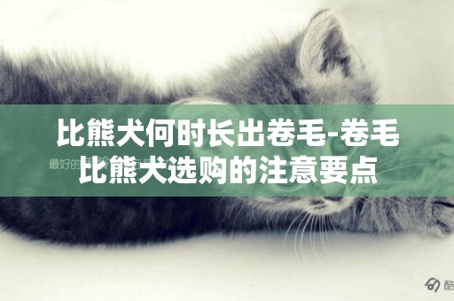 比熊犬何時長出卷毛-卷毛比熊犬選購的注意要點