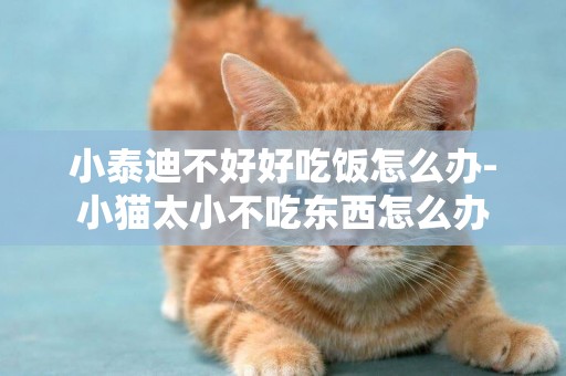 小泰迪不好好吃飯怎么辦-小貓太小不吃東西怎么辦