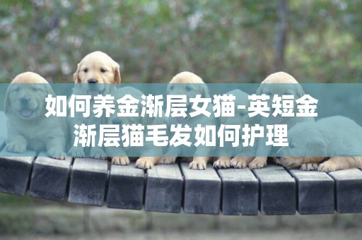 如何養金漸層女貓-英短金漸層貓毛發如何護理