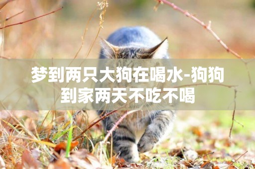 夢到兩只大狗在喝水-狗狗到家兩天不吃不喝