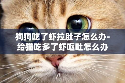 狗狗吃了蝦拉肚子怎么辦-給貓吃多了蝦嘔吐怎么辦