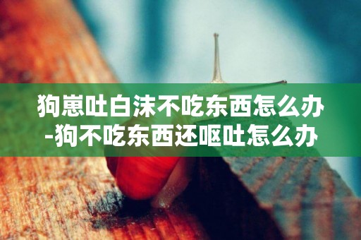 狗崽吐白沫不吃東西怎么辦-狗不吃東西還嘔吐怎么辦