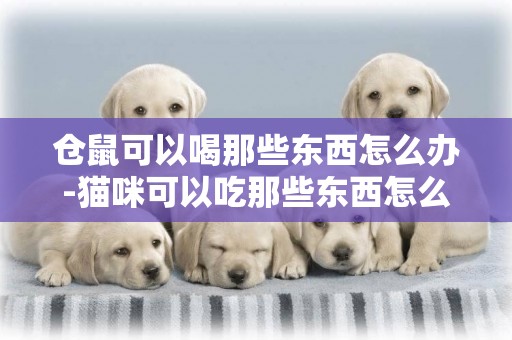 倉鼠可以喝那些東西怎么辦-貓咪可以吃那些東西怎么辦