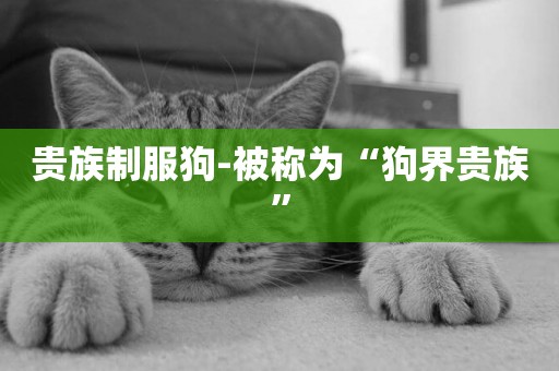 貴族制服狗-被稱為“狗界貴族”