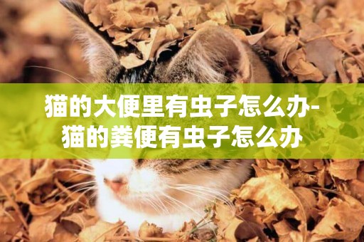 貓的大便里有蟲子怎么辦-貓的糞便有蟲子怎么辦