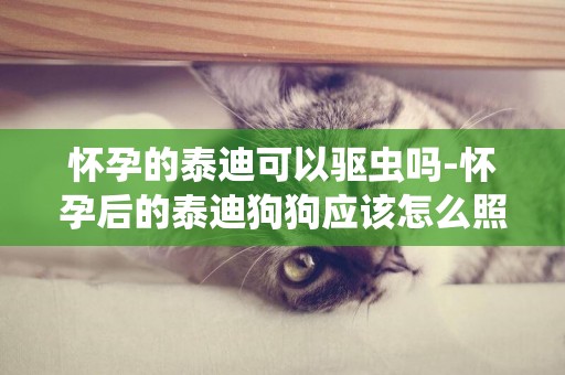 懷孕的泰迪可以驅蟲嗎-懷孕后的泰迪狗狗應該怎么照顧