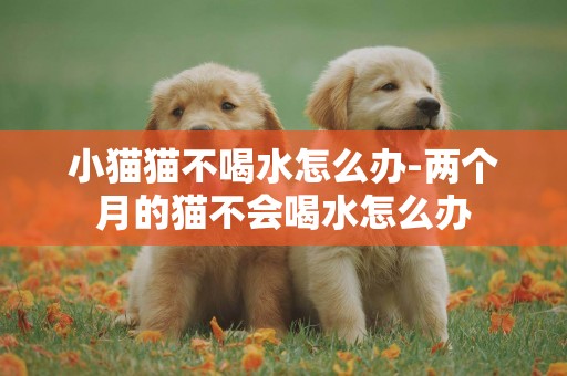 小貓貓不喝水怎么辦-兩個月的貓不會喝水怎么辦