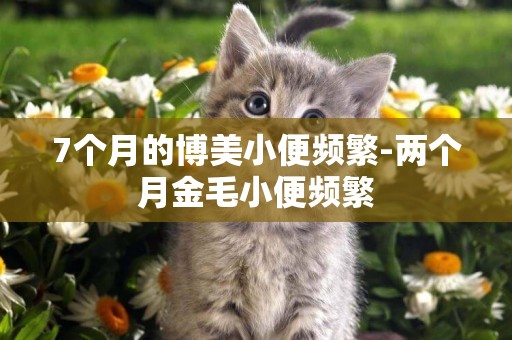 7個月的博美小便頻繁-兩個月金毛小便頻繁