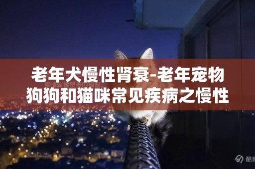 老年犬慢性腎衰-老年寵物狗狗和貓咪常見疾病之慢性腎衰竭