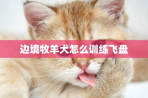 邊境牧羊犬怎么訓練飛盤