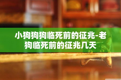 小狗狗狗臨死前的征兆-老狗臨死前的征兆幾天