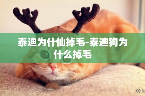 泰迪為什仙掉毛-泰迪狗為什么掉毛