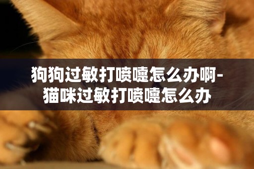 狗狗過敏打噴嚏怎么辦啊-貓咪過敏打噴嚏怎么辦