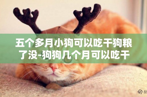 五個多月小狗可以吃干狗糧了沒-狗狗幾個月可以吃干狗糧