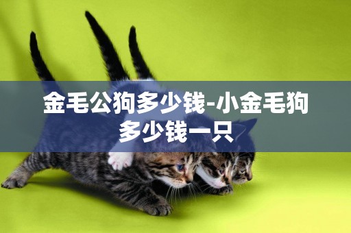 金毛公狗多少錢-小金毛狗多少錢一只
