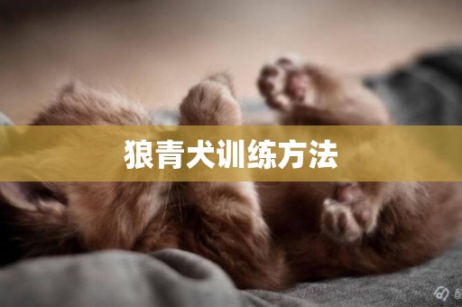 狼青犬訓練方法