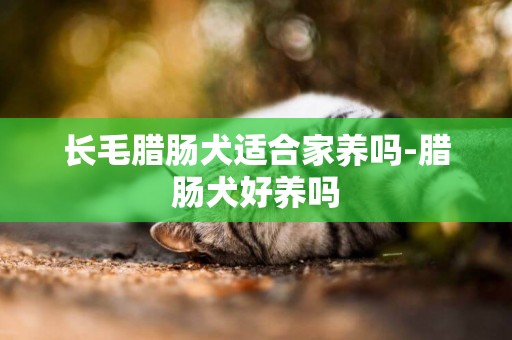 長毛臘腸犬適合家養嗎-臘腸犬好養嗎