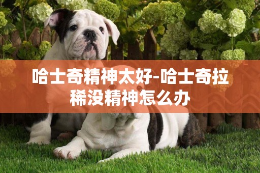 哈士奇精神太好-哈士奇拉稀沒精神怎么辦