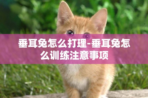 垂耳兔怎么打理-垂耳兔怎么訓練注意事項