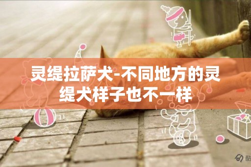 靈緹拉薩犬-不同地方的靈緹犬樣子也不一樣